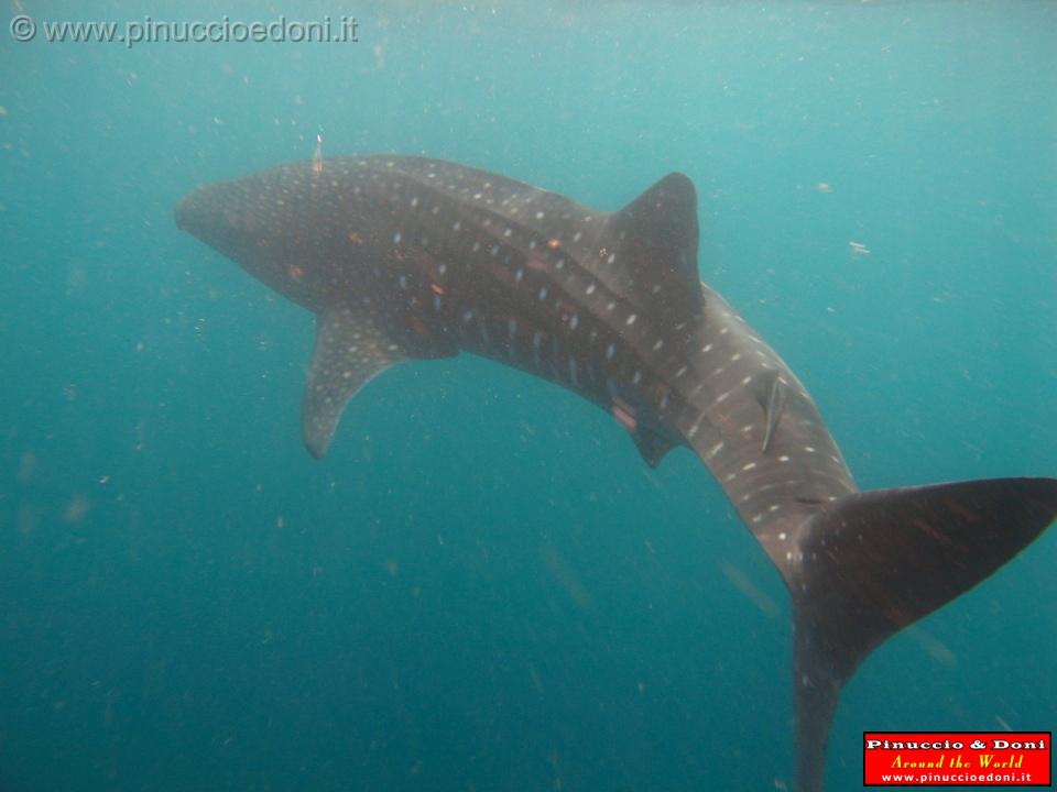 Djibouti - Whale Shark - 20.jpg